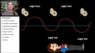 53 Carbohydrates Blood Glucose Regulation [upl. by Novick]