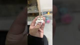 Hamster is so cute 🥺 cute cutehamster [upl. by Martijn]