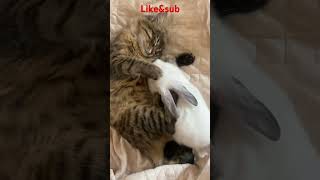 funny cat catlover cutecat cutepet catcute [upl. by Airamak]