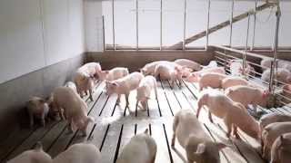 A Field Trip to Ohio Pig Farms and Farm Song [upl. by Ajar]