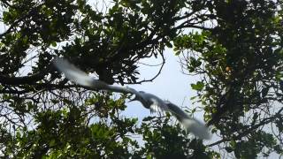 Pitcairn Island Fairy Tern [upl. by Neiv542]