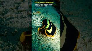 Tiger flatworm mabul sabah scubadiving [upl. by Amsirak]