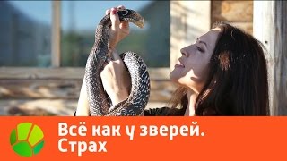 Все как у зверей Страх  Живая Планета [upl. by Scrope]