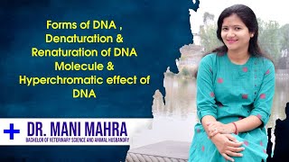 Forms of DNA  Denaturation and Renaturation of DNA molecule and Hyperchromatic Effect of DNA [upl. by Ynolem]