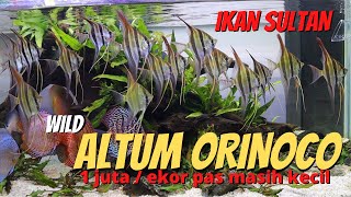 IKAN SULTAN WILD ALTUM ORINOCO BUKAN IKAN MANFISH YA BRO [upl. by Caputo859]