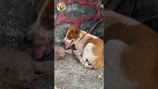 Rescue the poor dog that has been starving pets rescuedog doglover [upl. by Esimehc616]