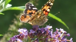 Butterflies and a Butterfly Bush [upl. by Nemajneb]