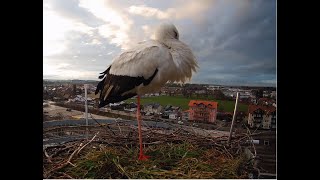 LIVE Storchennest Freilassing [upl. by Aronel]