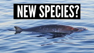 New beaked whale species discovered [upl. by Eimrots]