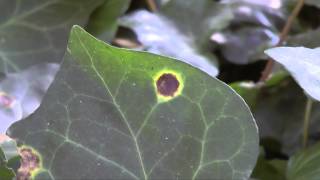 Bacterial leaf spot of ivy [upl. by Primrose166]