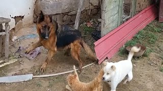 Dog and Cat Real Fight [upl. by Assili]