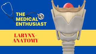 Larynx  Anatomy  Part II [upl. by Templeton280]