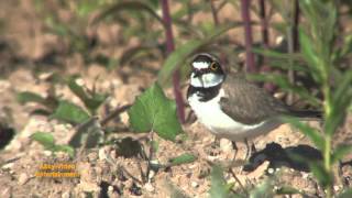 Sandregenpfeifer  Pluvier grandgravelot  Common Ringed Plover [upl. by Nahpos]