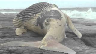 Apareció una ballena muerta en la costa del Parque Santa Teresa [upl. by Riamo837]