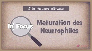 🔎 In focus  Maturation des neutrophiles [upl. by Ahtibbat]