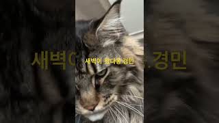 새벽5시 육중한 10키로로 짓누르는 경민군 고양이 cat maincoon 고양이일상 chat [upl. by Ymrots]