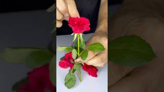 Skin Glow Rose Aloevera Juice shorts asmr [upl. by Ridan]