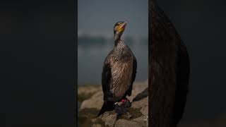 Great Cormorant [upl. by Aynotan110]