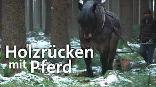 Pferde bei der Waldarbeit Holzrücken im Wald  Zwischen Spessart und Karwendel  BR [upl. by Inhoj]