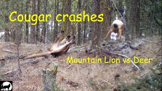 Cougar  Mountain Lion wipe out crazy crash barrel roll deer game trail camera SilhouetteK9 [upl. by Anipsed]