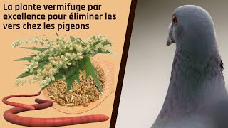 La plante vermifuge par excellence pour éliminer les vers chez les pigeons [upl. by Madaras]