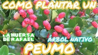 Cómo plantar un peumo nativo de Chile • Cryptocarya alba • El cultivo del Peumo • 10MaTemporada [upl. by Solorac]