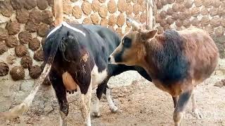 Bull and cow loving seen Yak VS Cow [upl. by Adiaz604]