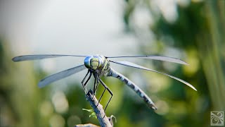 Dragonfly Aeshna Affinis animation with blender [upl. by Aceber180]