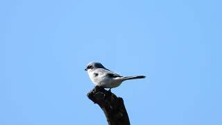 Srokosz Great grey shrike [upl. by Colin]