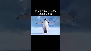 何もかも奪われた人鳥オウサマペンギンの秘密🤫暴露します🔥 [upl. by Budd]