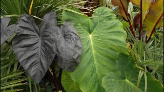 A guide to growing Colocasia in colder climates Elephant Ears [upl. by Shalne]