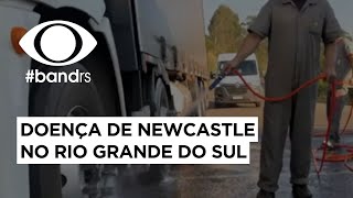 Doença de newcastle no Rio Grande do Sul [upl. by Oniuqa839]