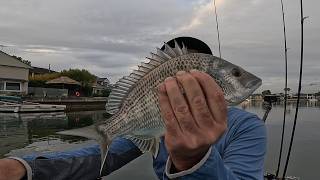 Testing out the latest and Greatest Prawn Lures for Bream [upl. by Ttegirb855]