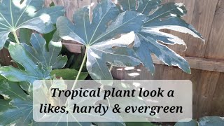 Hardy tropical look plants for year round interest [upl. by Aklim52]