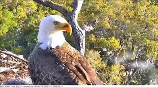 AEF NEFL Eagle Cam 32318 Romeo Delivers Fish Spirit Finally Arrives [upl. by Elinore491]