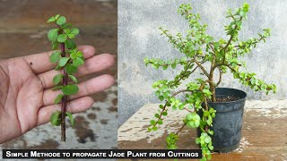 Grow Jade plant from cuttings easy method  How to grow jade plant [upl. by Nowed]