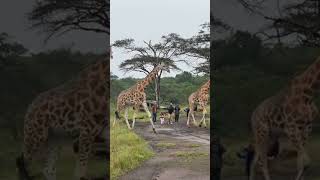 Inside Serengeti National park serengetinationalpark shorts shortvideo [upl. by Heid]