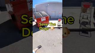 I rescued a couple of bunny rabbit dogs in the dumpster shorts dumpsterdiving dog dogs animal [upl. by Odranoel]