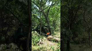 Pushing 2 very hard leaning trees over backwards with a Timberjack 360 and a Stihl 661 28quot bar [upl. by Ihpen]