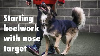 Starting up heelwork for FCI obedience with nose target [upl. by Norry194]