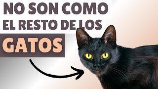 GATOS NEGROS ▶ 9 datos SORPRENDENTES ⚡ [upl. by Graig322]