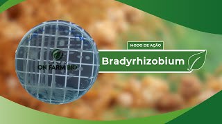 Modo de ação  Bradyrhizobium [upl. by Rola]