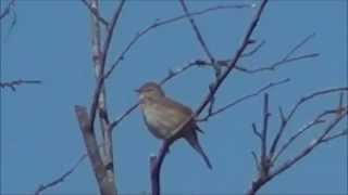 Chiffchaff singing Tjif Tjaf zang [upl. by Adali]