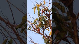 Family of Chestnut Tailed Starlings Sturnia malabarica starling birds birdslife birdtalk4k [upl. by Lein]