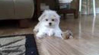 Cali Playing  Cute Maltese Puppy [upl. by Gnilyam382]