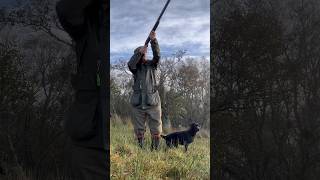 Driven Shooting Scotland Gundog Labrador Retriever gundogtraining [upl. by Ahsilahk]