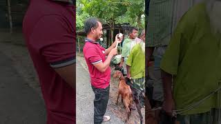 ছাগলের ভ্যাকসিন দিয়া চলছে sagoler vaccine deya cholce  goat vaccinvideo 2024 [upl. by Paddy]