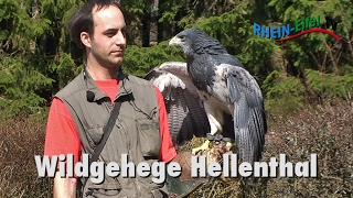 Wildgehege Hellenthal  Greifvogelstation 2014  RheinEifelTV [upl. by Enilkcaj]