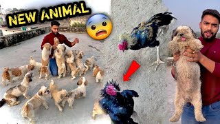 PEHELWAN FARMS Pr New Dog 🐶 Lau Ya Nahi 😍Bohot Cute Hai  SURPRISE GIFT 🎁 Mil Gya [upl. by Risteau]