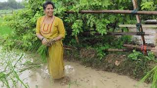 aaj may sab khet me dhan laga di please sapot kijiye 🙏🏻🙏🏻 [upl. by Ahsekad592]